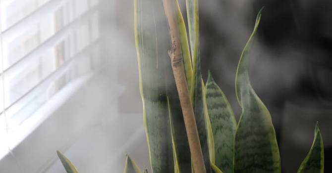 The Importance of Spinal Health for Overall Wellness